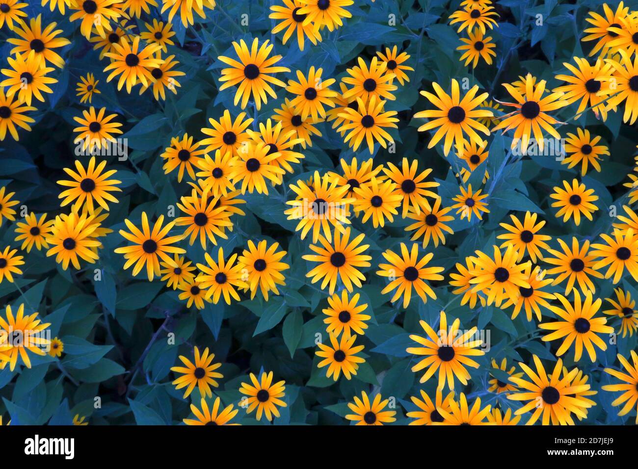 Gelbe Koneblüten blühen im Freien Stockfoto