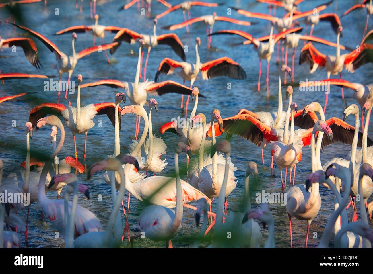 Gruppe von Flamingos (Phoenicopterus roseus) im Wasser an sonnigen Tag Stockfoto
