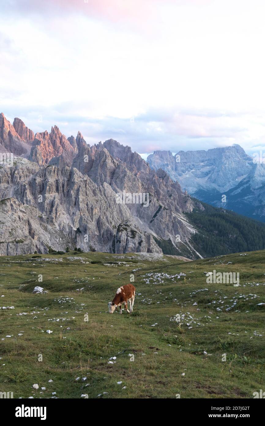 Kuhweide auf Wiese gegen Dolomiten bei Sonnenuntergang, Sextner Dolomiten, Südtirol, Italien Stockfoto