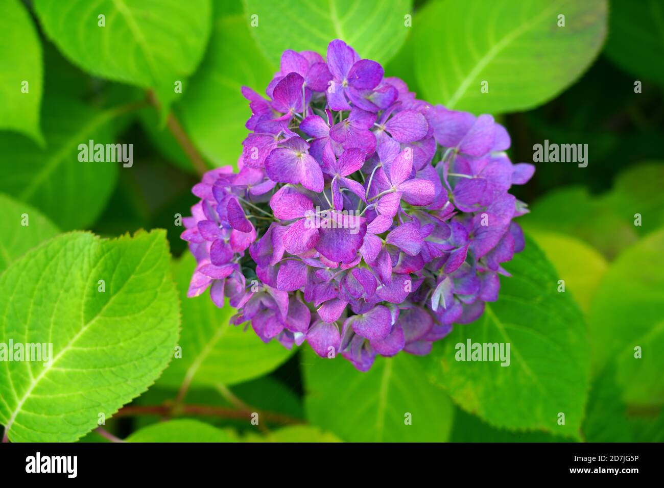 Blaue Köpfe der Hortensien Blumen Stockfoto