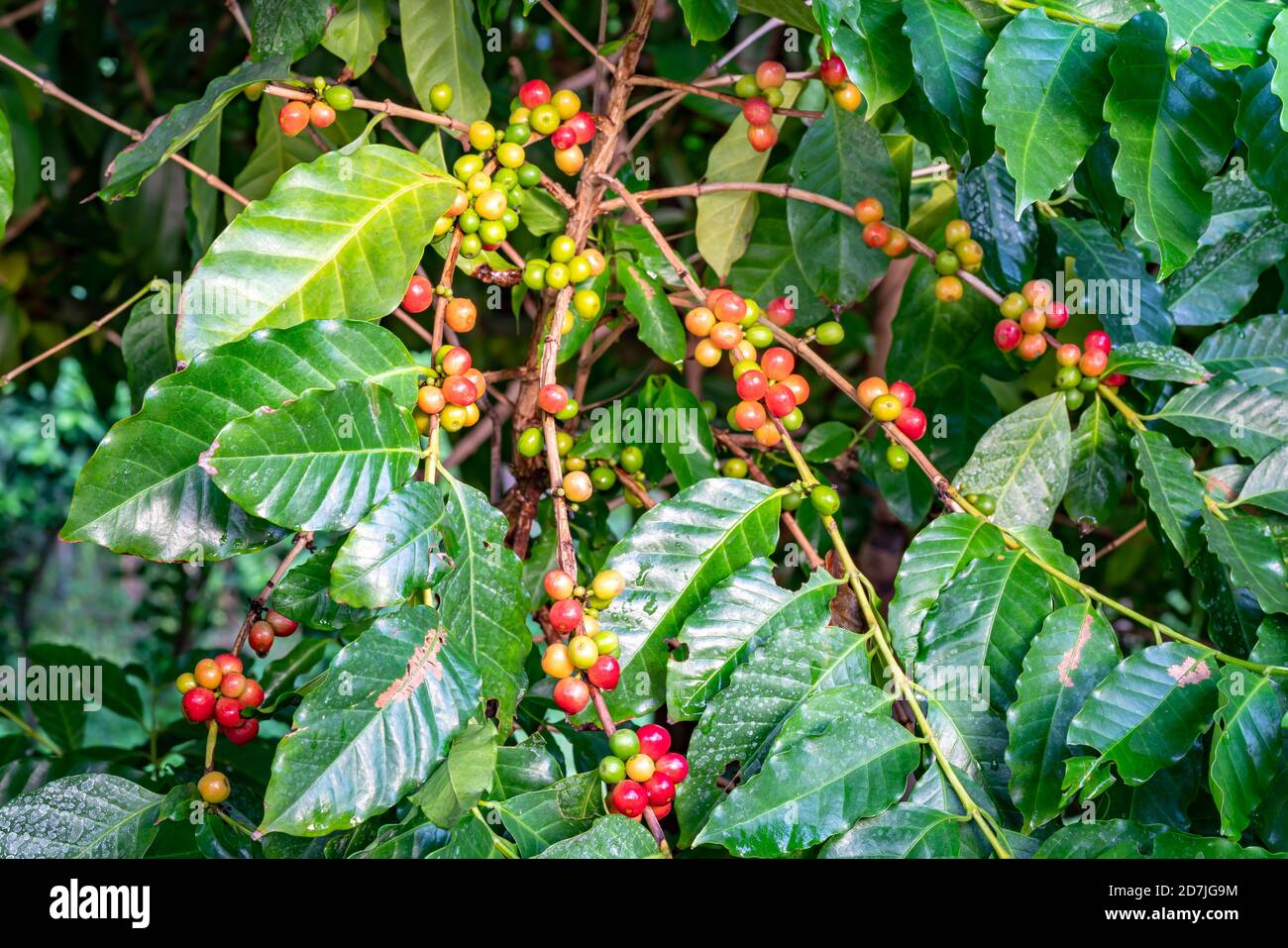 Bunte arabica-Kaffeefrucht auf Ästen von Kaffeebaum. Die Kaffeefrüchte enthalten eine große Menge an Koffein. Durch die Farbe des reifen Kaffees Stockfoto