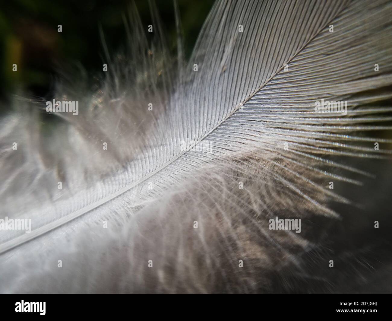 Leichte zerbrechliche Vogelfeder in Nahaufnahme, Makro-Photograhpie Stockfoto