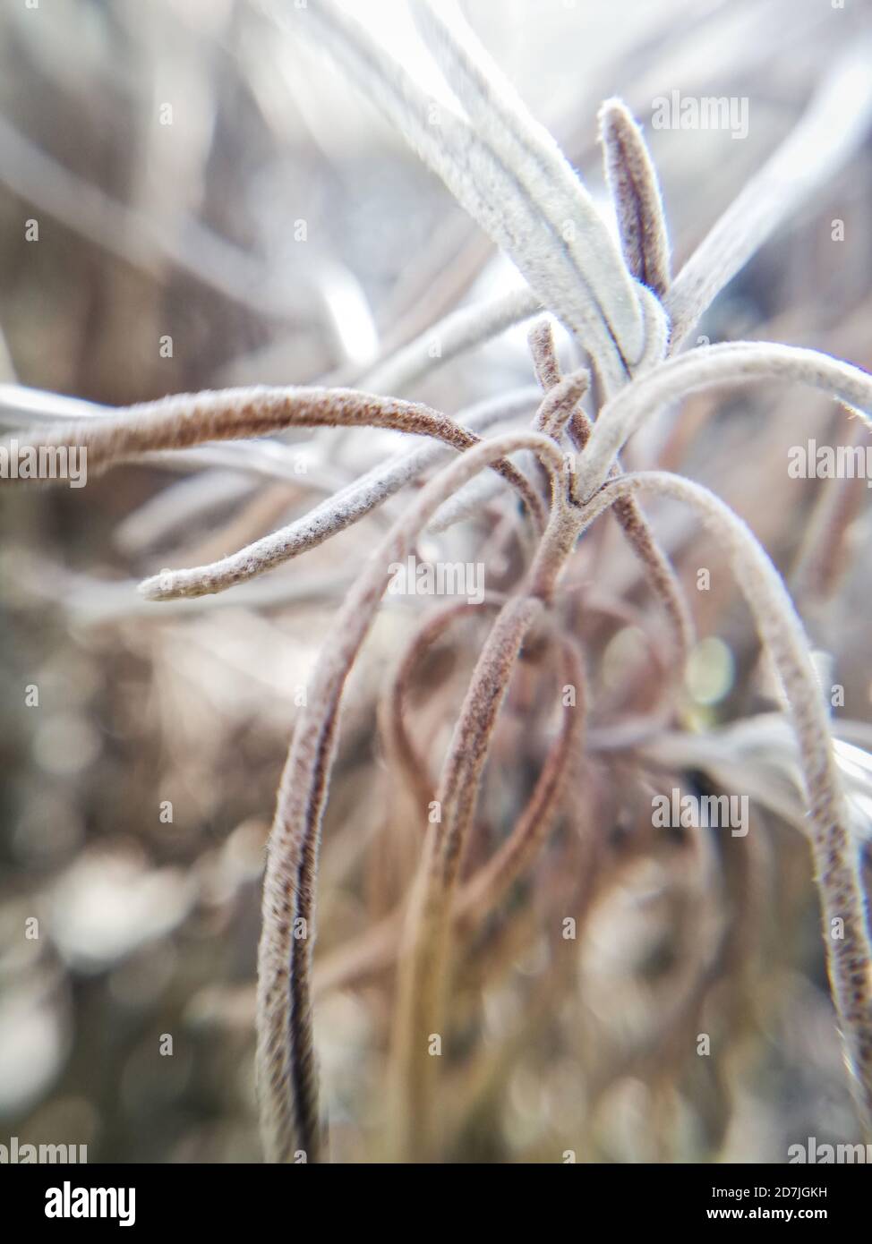 Trockene Lavendelblätter in Herbstfarben, Makrofotografie Stockfoto