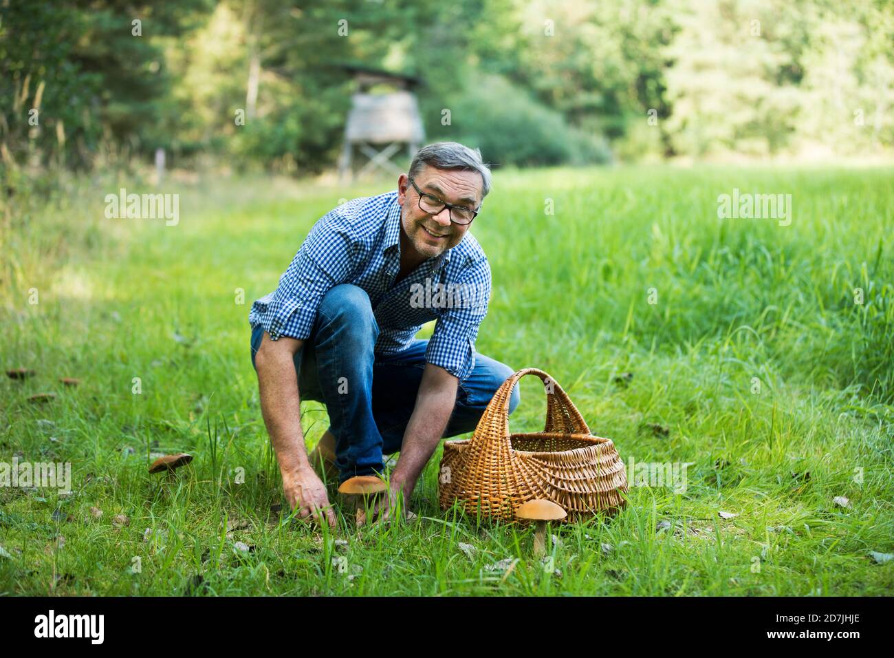 Glücklicher reifer Mann, der beim Kicken auf Gras Pilze sammeln kann Im Wald Stockfoto
