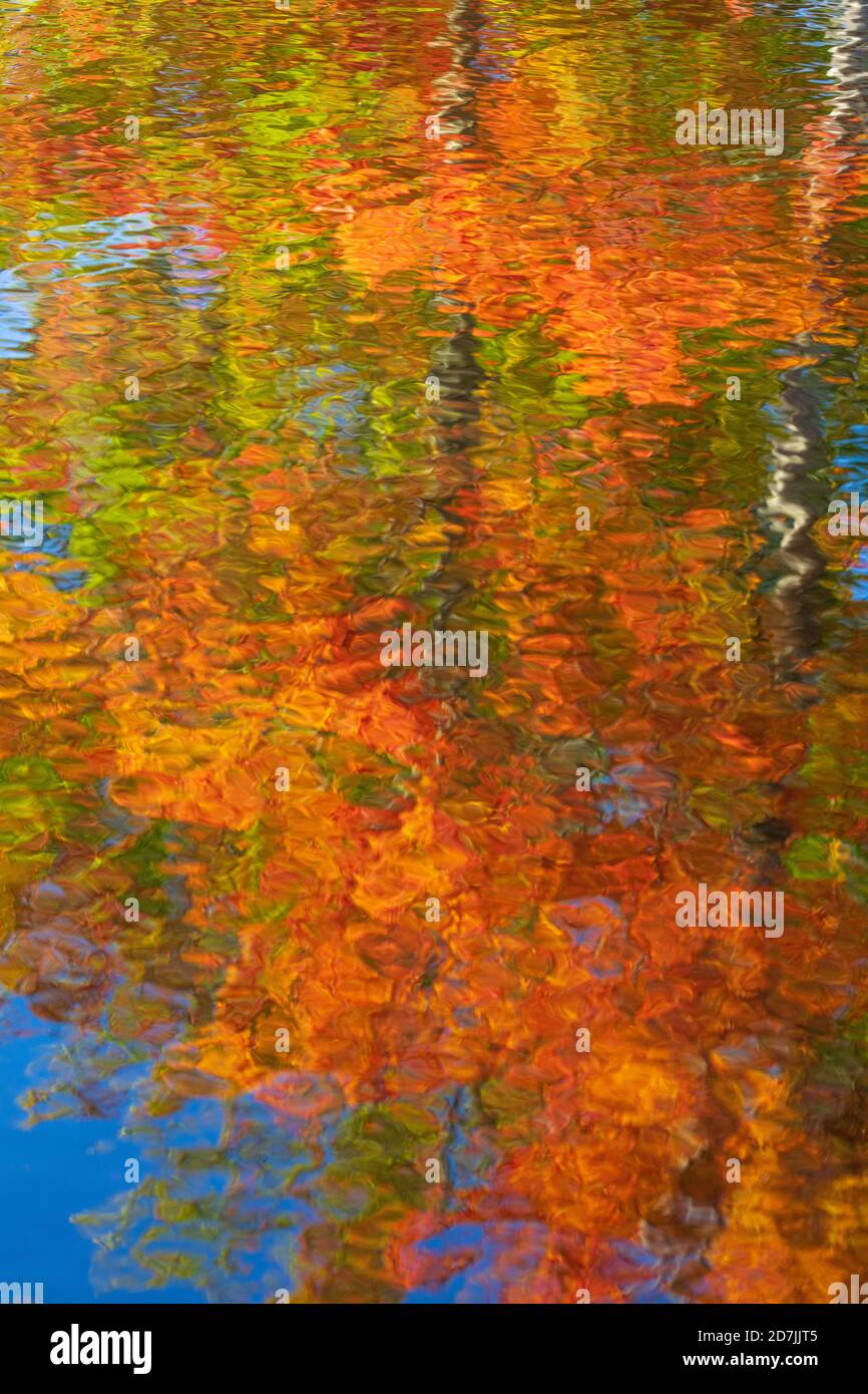 Die Farben des Herbstes spiegeln sich in einem Gewässer im nördlichen Wisconsin wider. Stockfoto