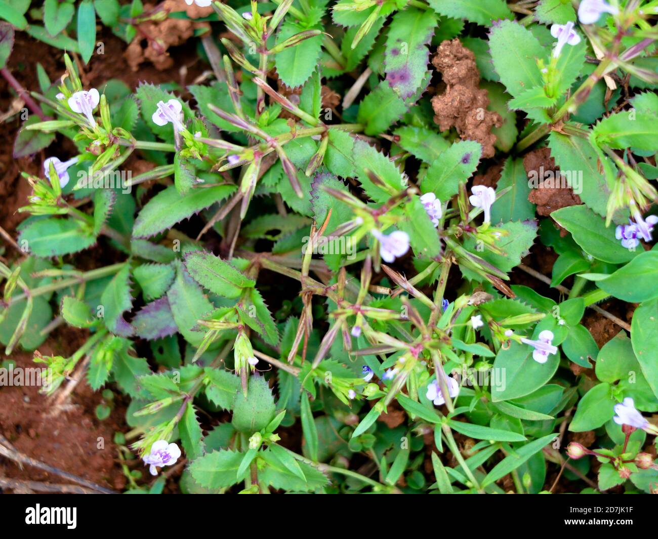 mehltau portugiesischer kirschlorbeer Portugiesischer Kirschlorbeer - Prunus lusitanica main image 1