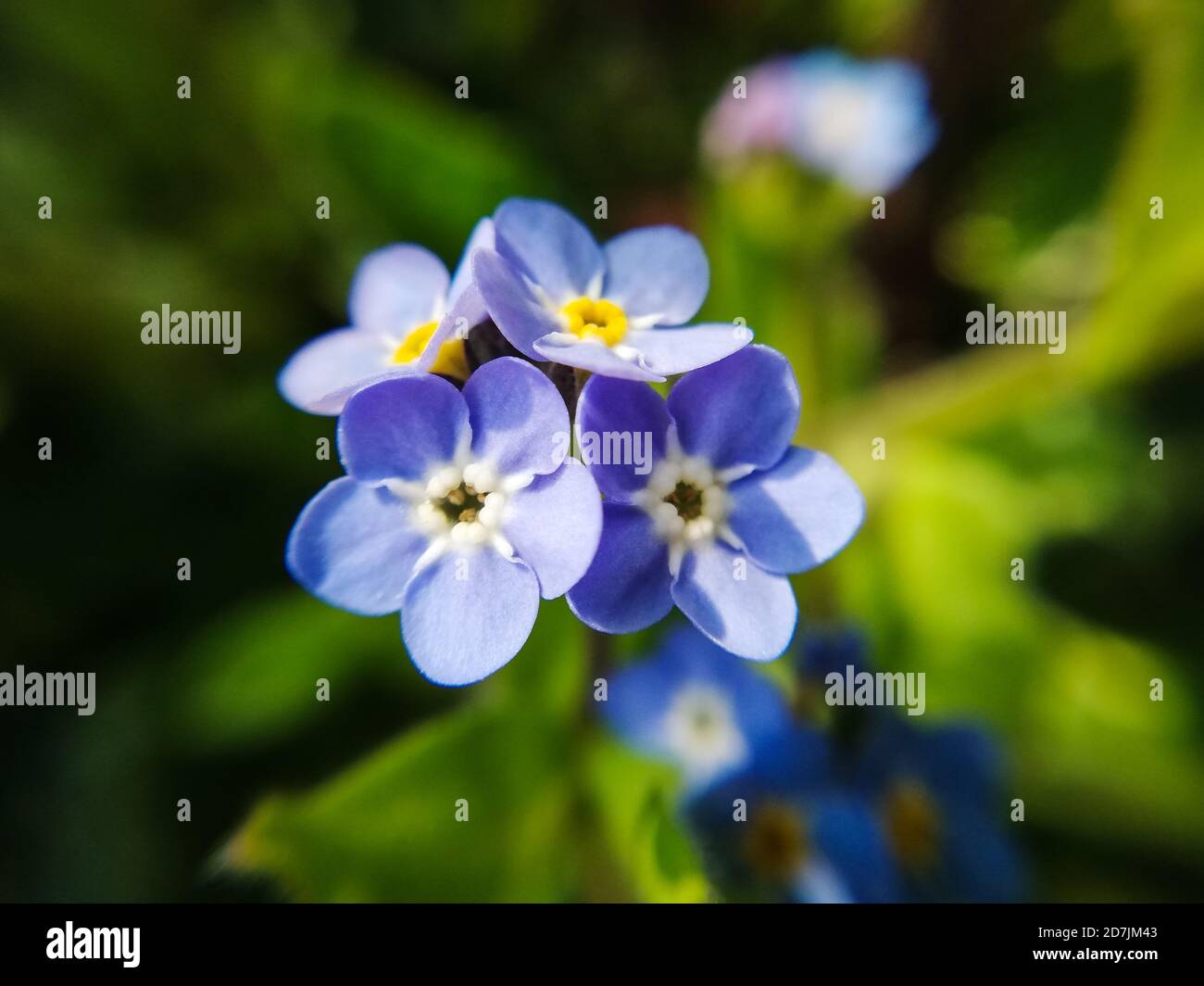 Kleine blaue Blume in der Sonne, Makrofotografie Stockfoto