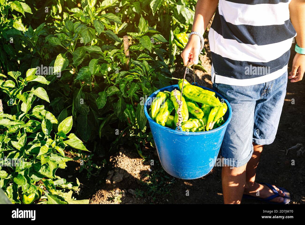 58+ Paprika Im Gemüsegarten, So werden paprika richtig gepflanzt;