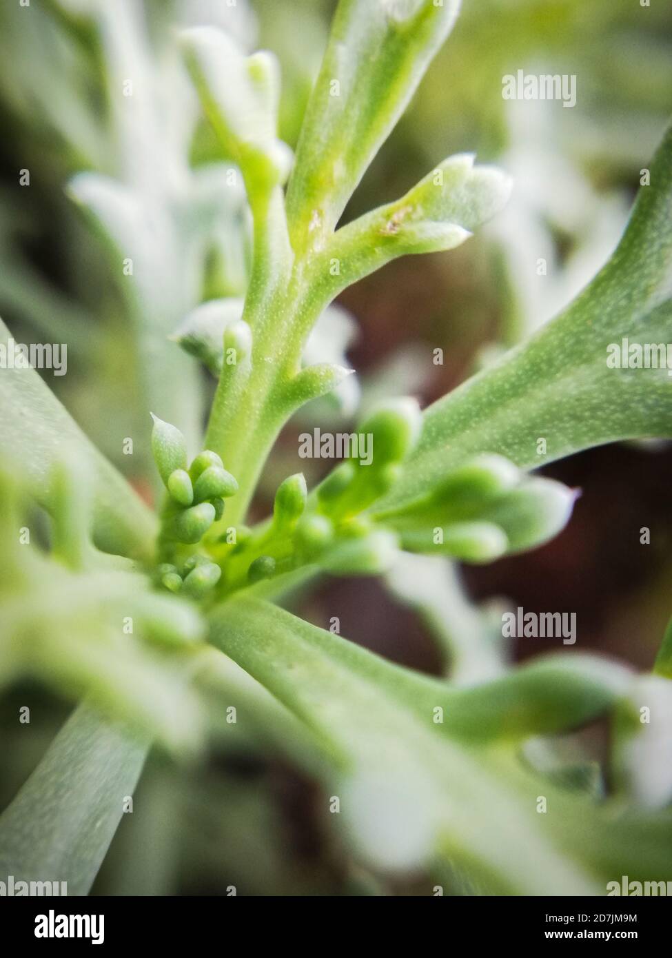 Grüne weiche Pflanze im Sonnenlicht, Makrofotografie Stockfoto