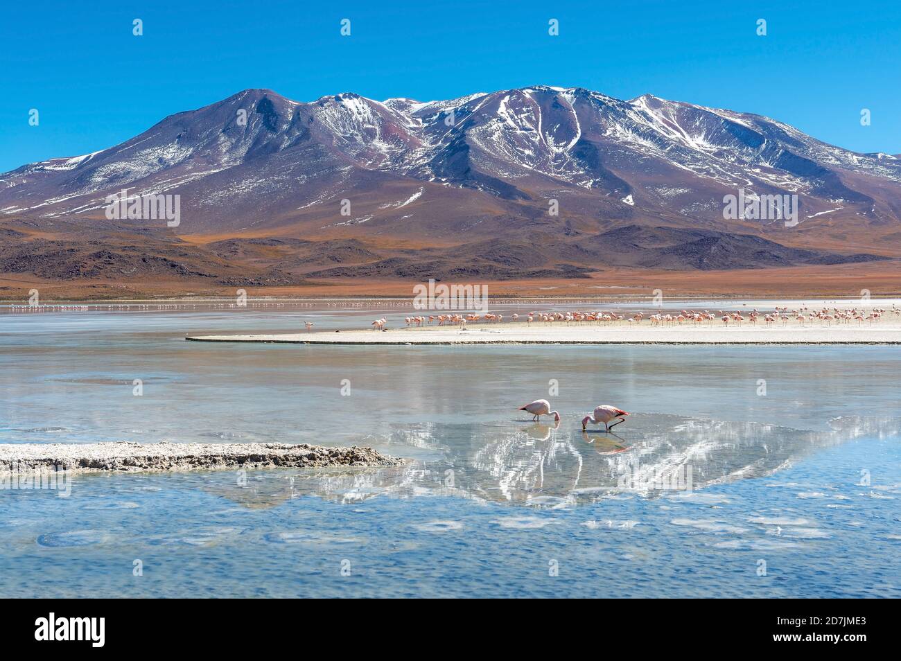 Landschaft mit ein paar hundert James und chilenischen Flamingos in der Canapa Lagune im Winter, Anden, Uyuni Salzflat, Bolivien. Stockfoto