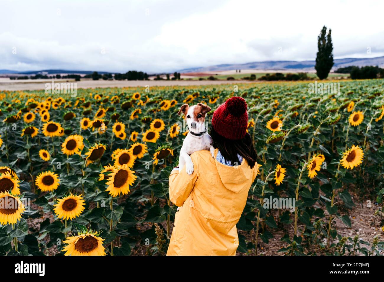 Junge Frau, die vor dem Sonnenblumenfeld mit Haustier steht Hund in den Händen Stockfoto