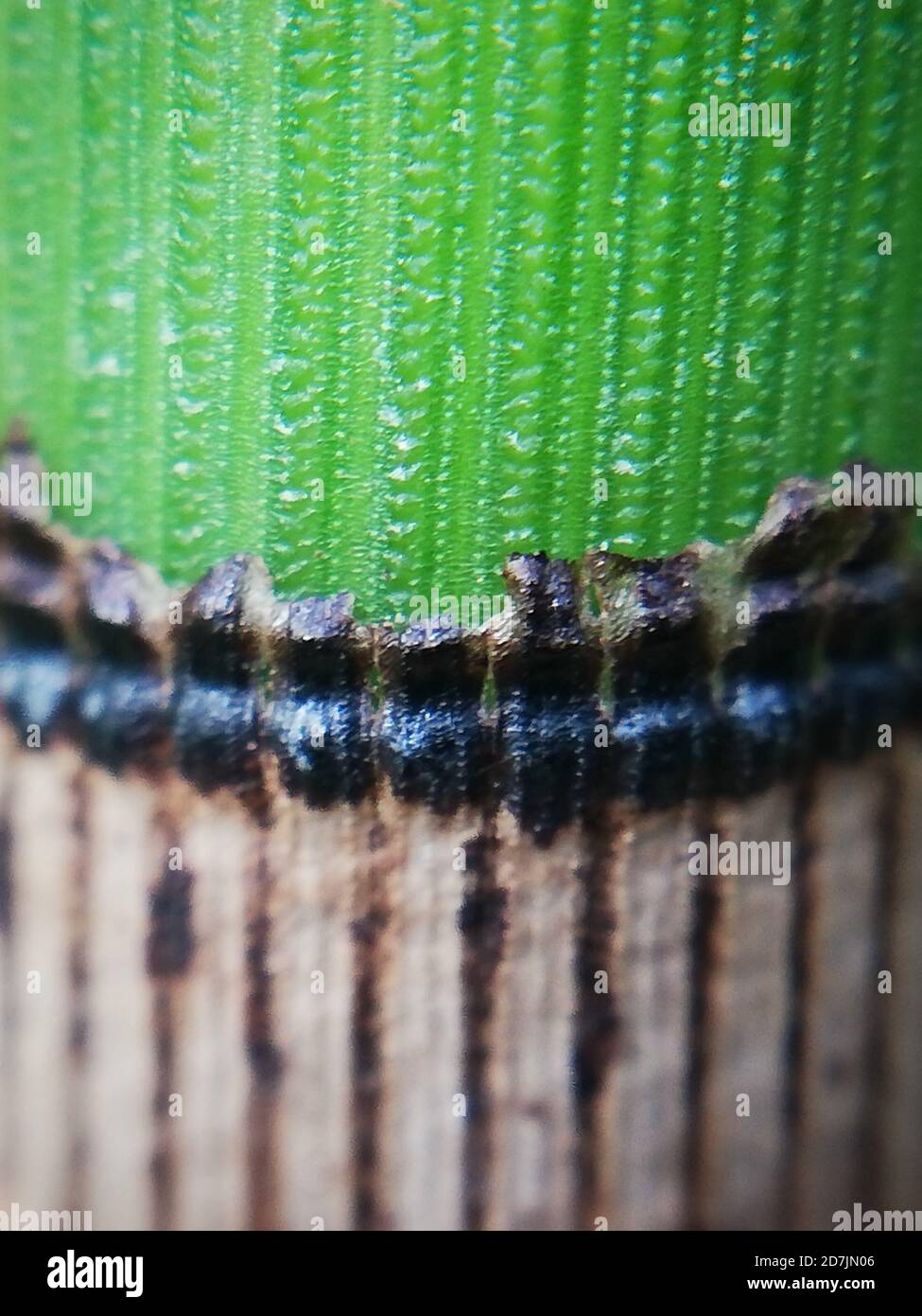 Bambus in Nahaufnahme, Makrofotografie Stockfoto