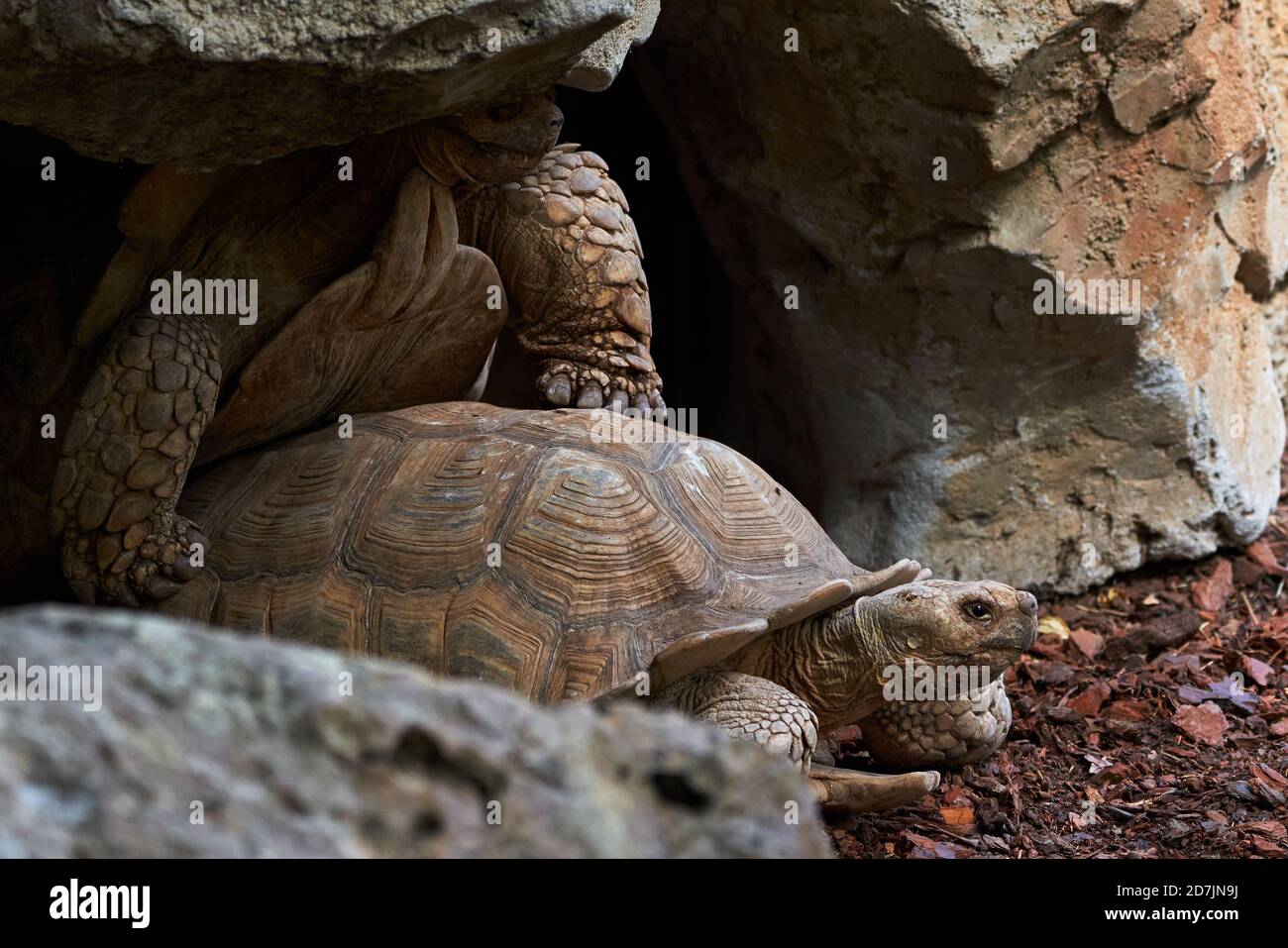 Nahaufnahme von zwei Leopardenschildkröten in ihrer Felsenhöhle, die sich reproduzieren Stockfoto