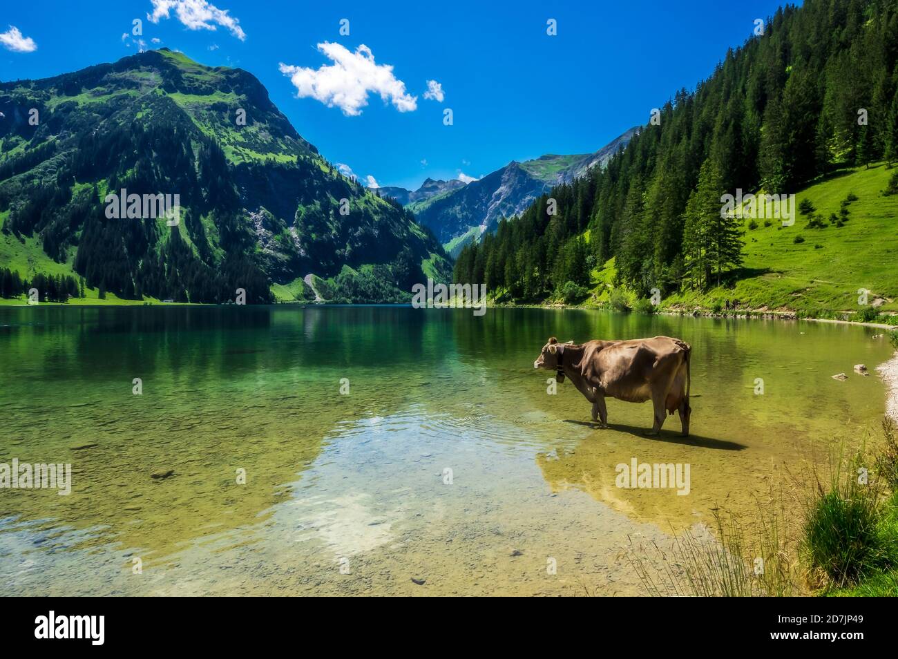 Österreich, Tirol, Kuh knöcheltief im malerischen Vilsalpsee stehend Stockfoto