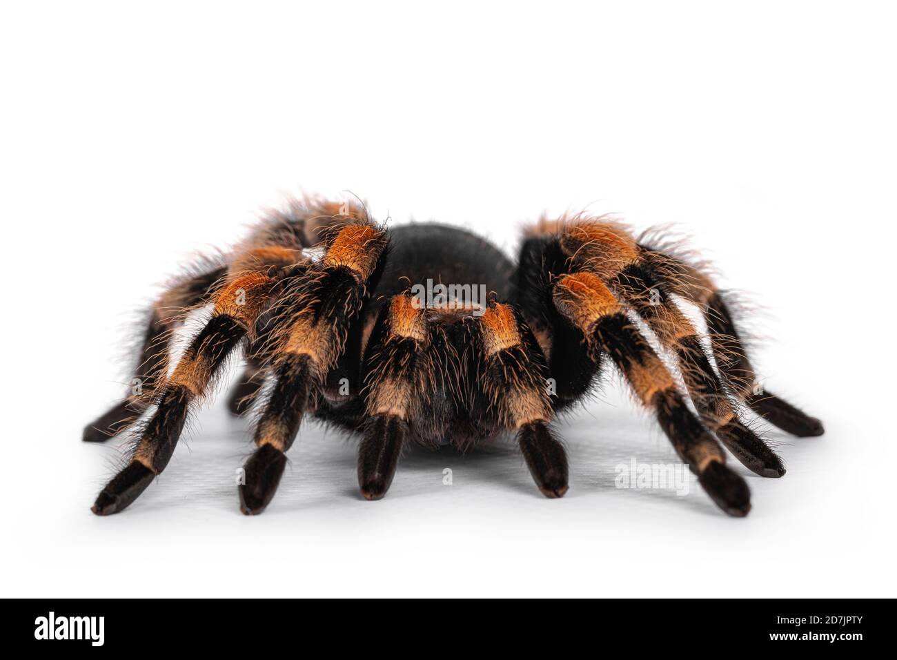 Vorderansicht der beweglichen mexikanischen Rotknie-Tarantula aka Brachypelma hamorii. Isoliert auf weißem Hintergrund. Stockfoto