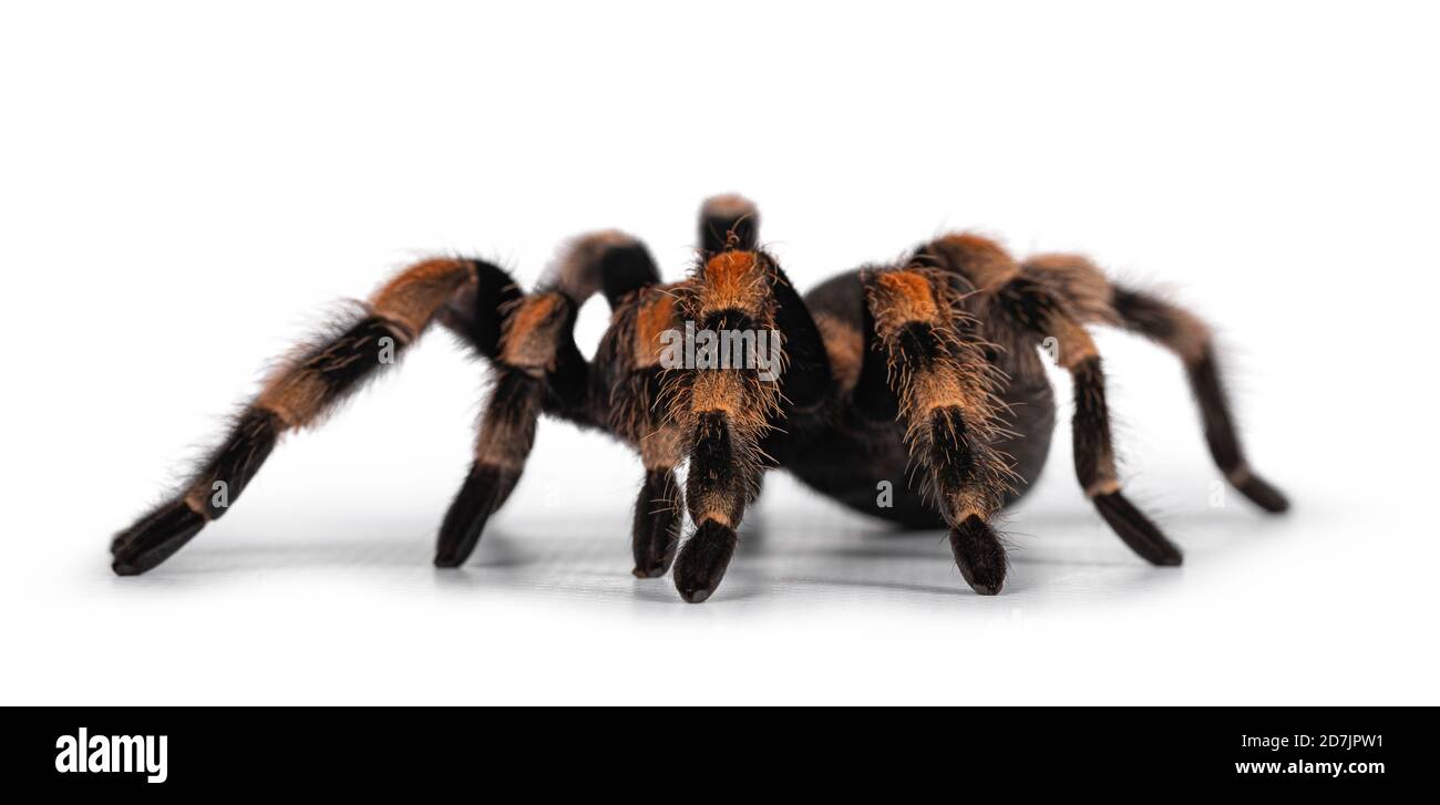 Seitenansicht der beweglichen mexikanischen Rotknie-Tarantula aka Brachypelma hamorii. Isoliert auf weißem Hintergrund. Stockfoto