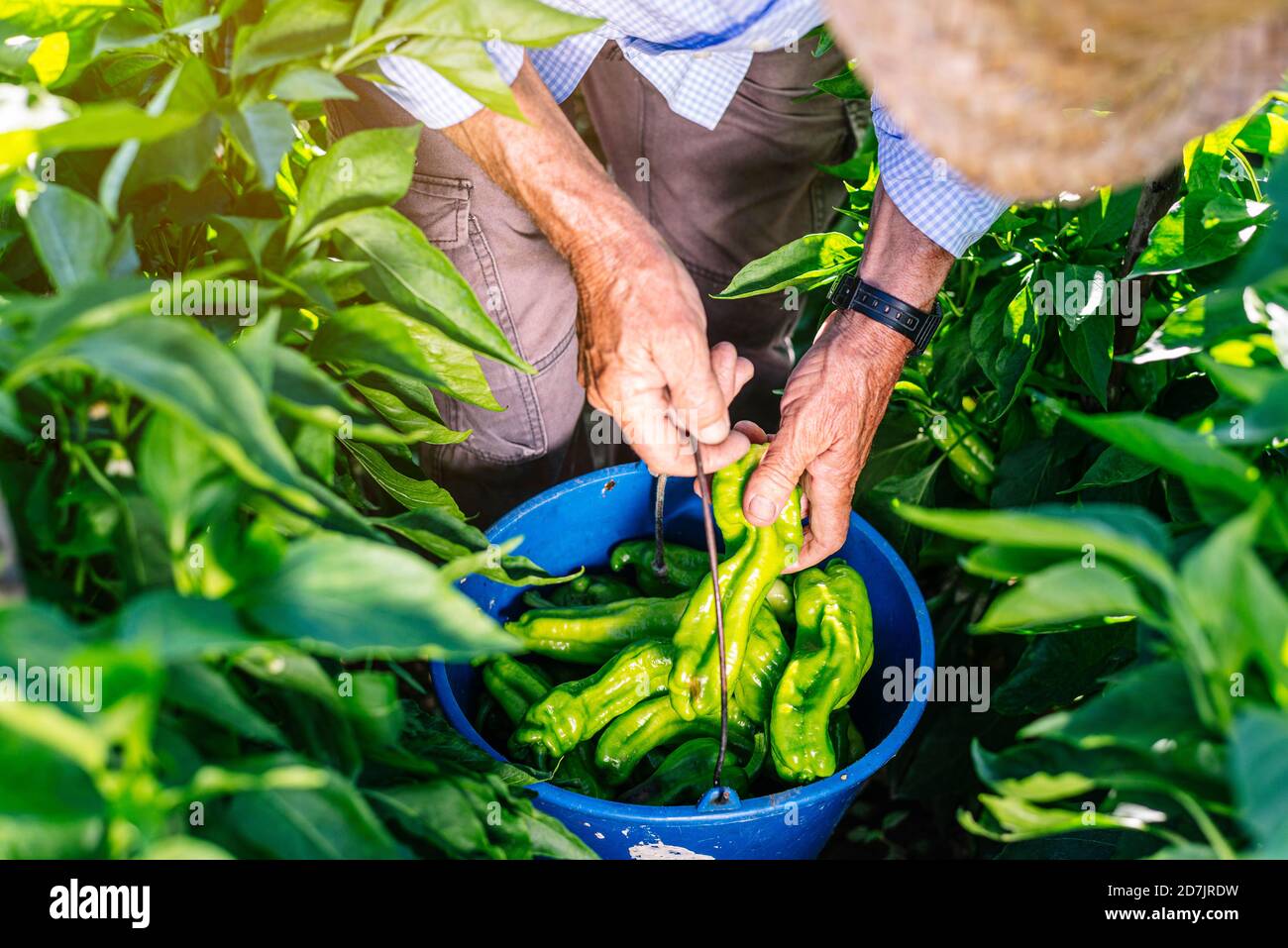 Älterer Mann sammelt Paprika im Eimer, während er beim Gemüse steht Garten Stockfoto