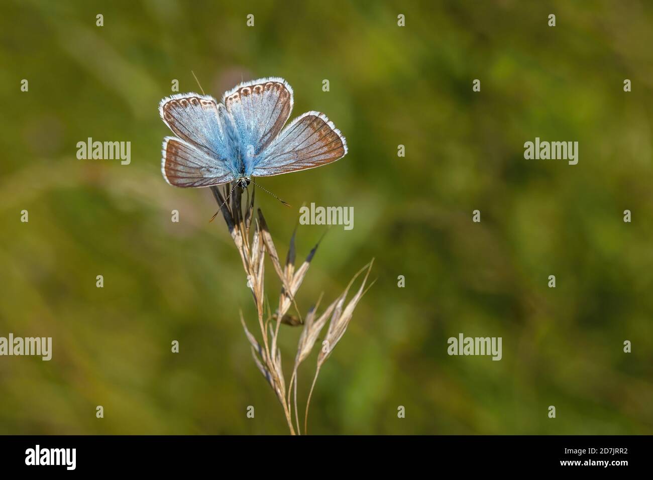 Kleiner Kreidehügel blauer Schmetterling, der auf einer purpurnen Grasblume sitzt, die an einem sonnigen Sommertag auf einer Wiese wächst. Verschwommener grüner Hintergrund. Stockfoto