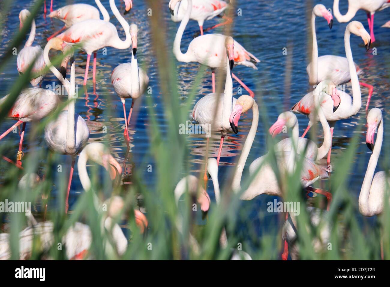 Große Gruppe von Großflamingos (Phoenicopterus roseus) Im Wasser an sonnigen Tag Stockfoto