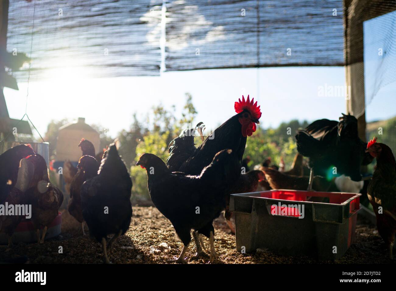 Hühner auf dem Bauernhof während sonnigen Tag Stockfoto