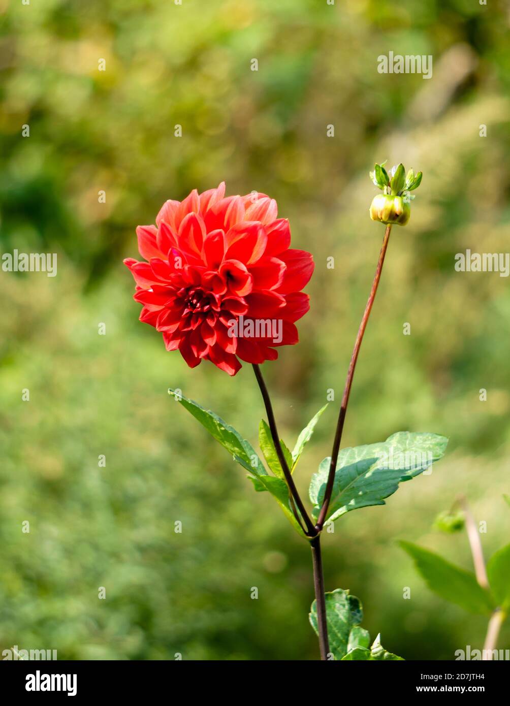 Rote Blüten von Dahlien auf einem Hintergrund von grünen Blättern. Stockfoto