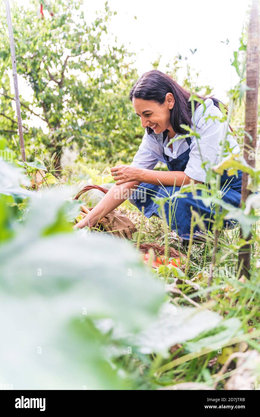 Glückliche Frau ernten Bio-Gemüse aus dem Garten Stockfoto