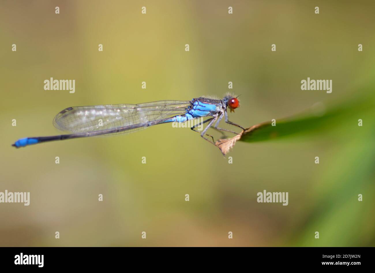 Kleine rote Augen damselfly sitzen auf Fluss Pflanzenblatt, verschwommener Hintergrund Stockfoto