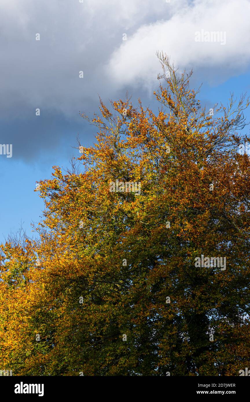 Bunte Herbstblätter auf den Bäumen stehen im Kontrast zum blauen Himmel am späten Nachmittag. Stockfoto