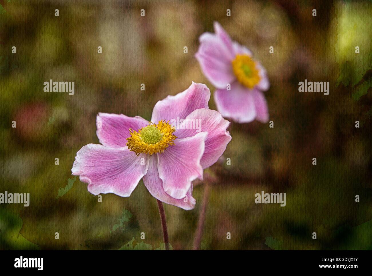Japanische Anemone Stockfoto
