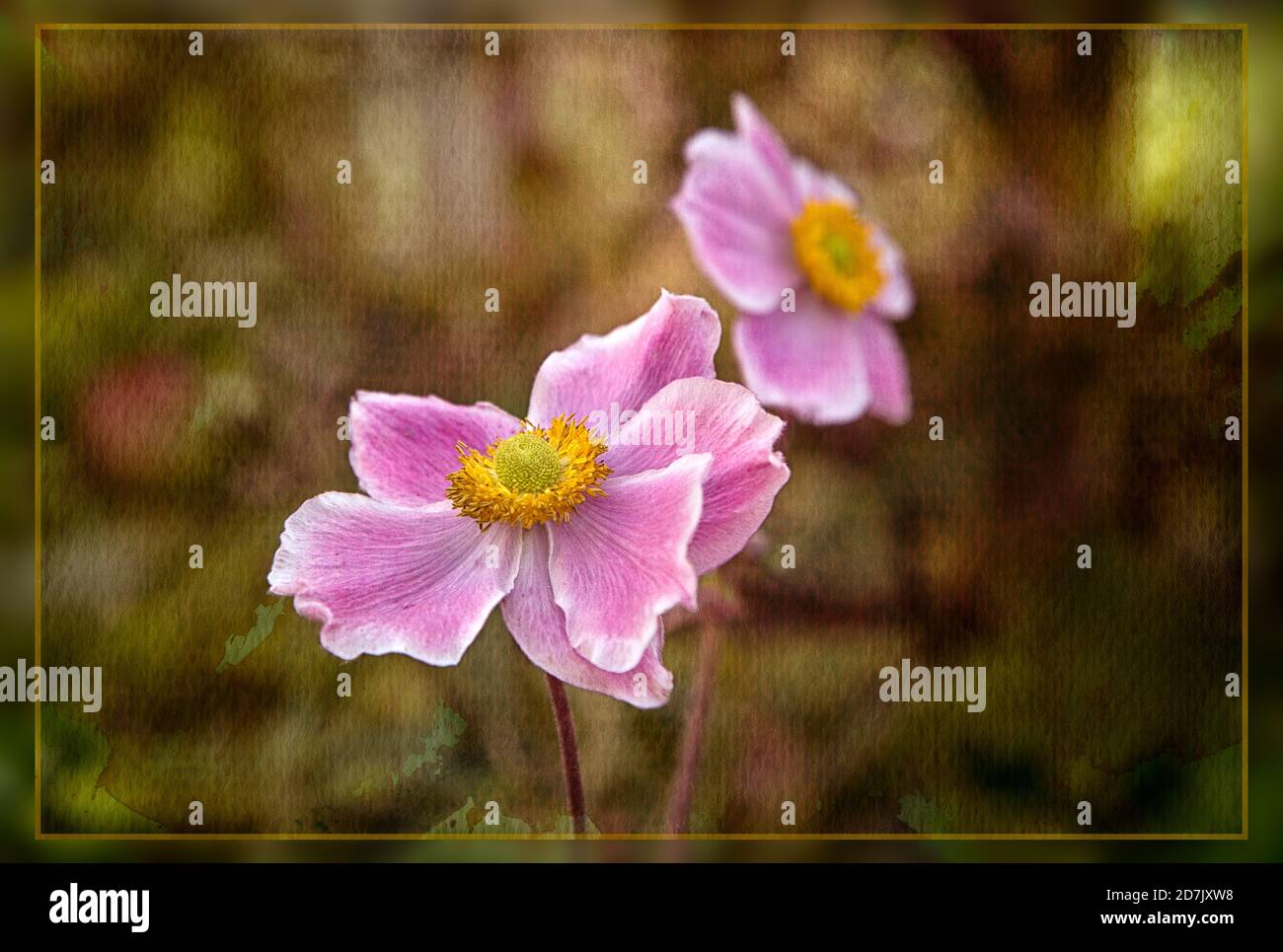 Japanische Anemone Stockfoto