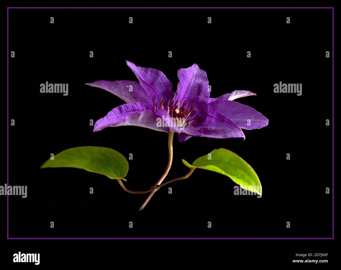 Eine einzige schöne Blüte der Clematis 'der Präsident' vor schwarzem Hintergrund. Stockfoto