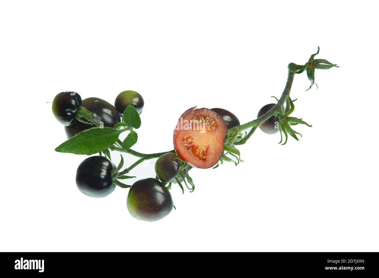 Ein Truss aus Tomate ' Indigo Rose'. Stockfoto