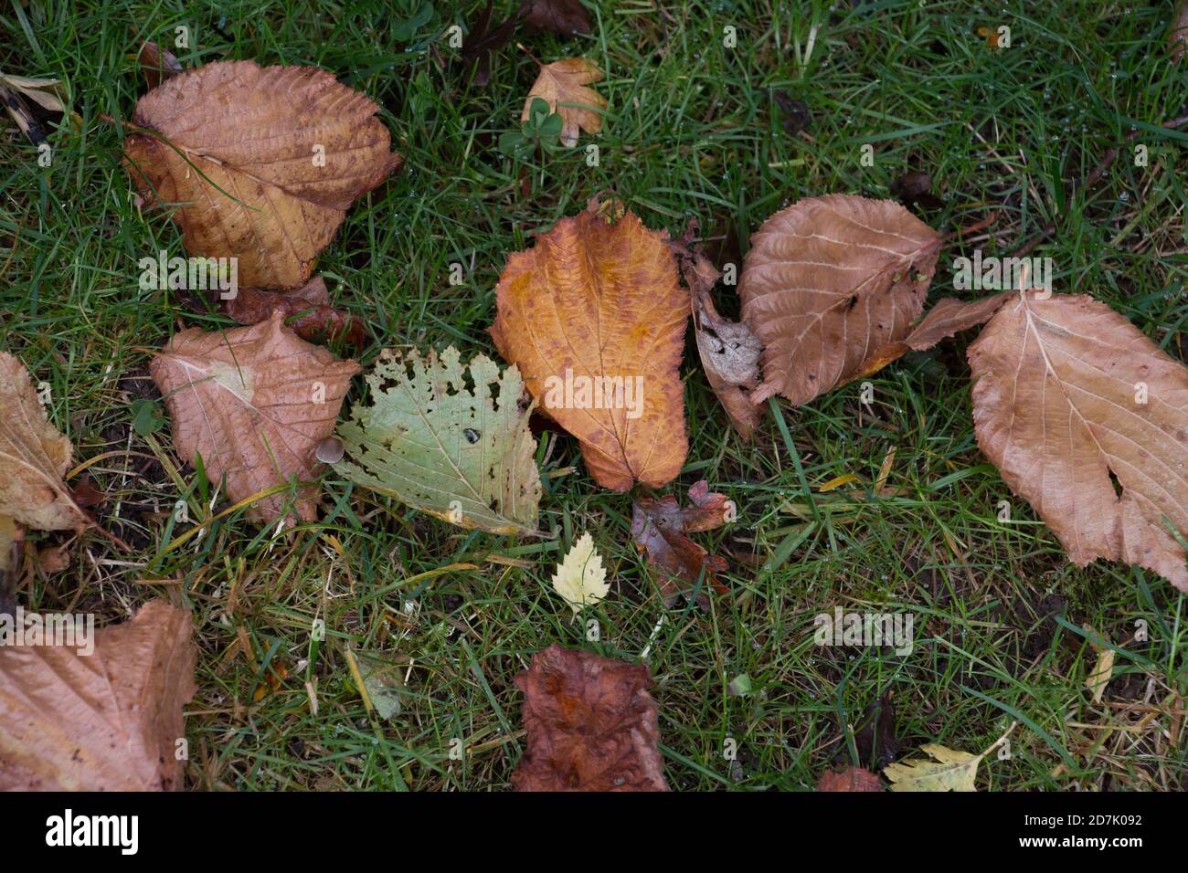 Herbstblätter; Braun verfallende Blätter auf nassem Regen getränktes Gras, Blick von oben Stockfoto