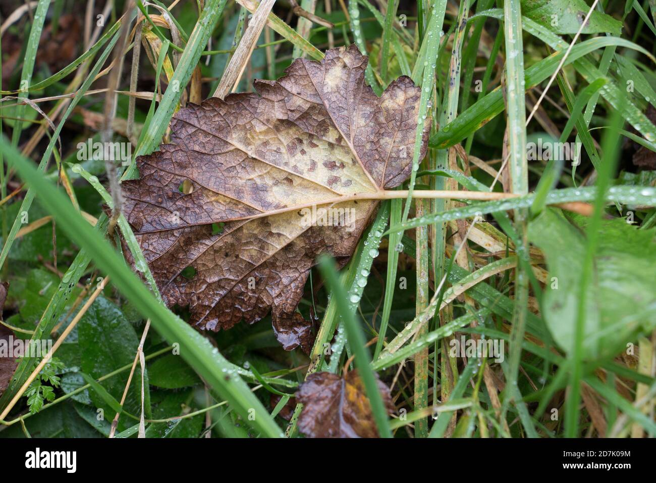 Herbstblätter; Braunes Blatt verfällt im Herbst auf feuchtem grünen Gras, von oben aus der Nähe Stockfoto
