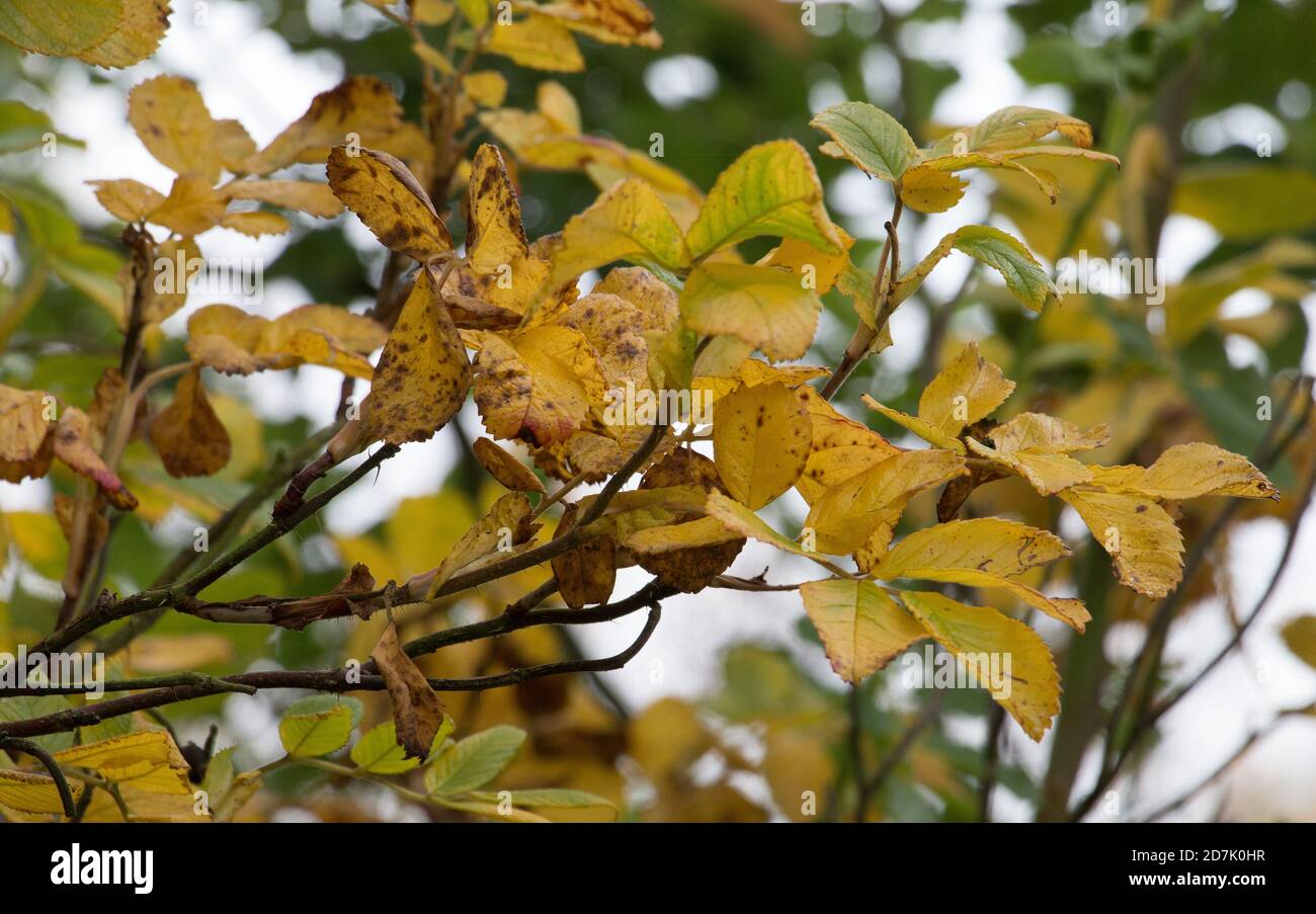 Herbstblätter; Gelbe Walnussbaumblätter, Juglans regia, verwelken im Herbst auf ihren Ästen Stockfoto