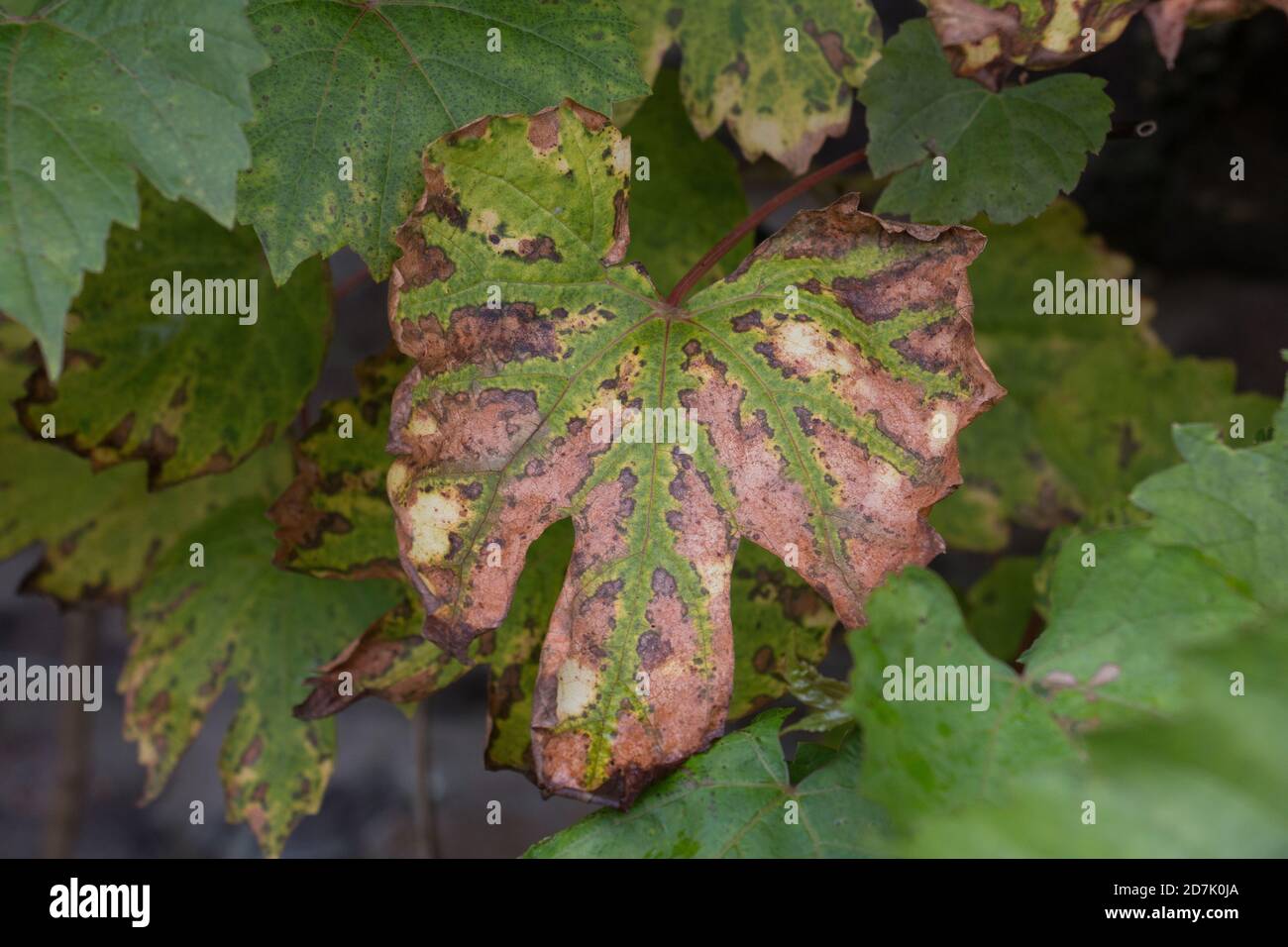 Die Blätter der Weinrebe werden im Herbst braun, Nahaufnahme Stockfoto