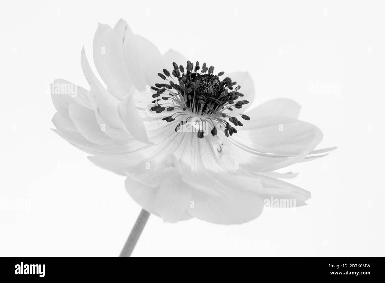 Schwarz-weißes Bild der zarten Blütenblätter einer Anemone-Blume vor weißem Hintergrund Stockfoto