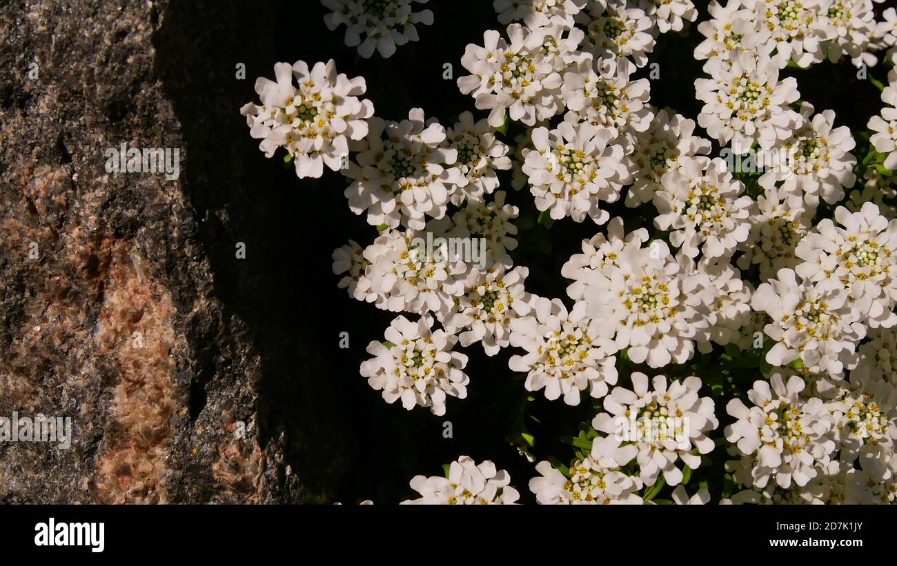 Schöne weiße blühende Blumen neben einem glitzernden Felsen in einem botanischen Garten. Konzentrieren Sie sich auf Blumenköpfe in der Mitte. Stockfoto