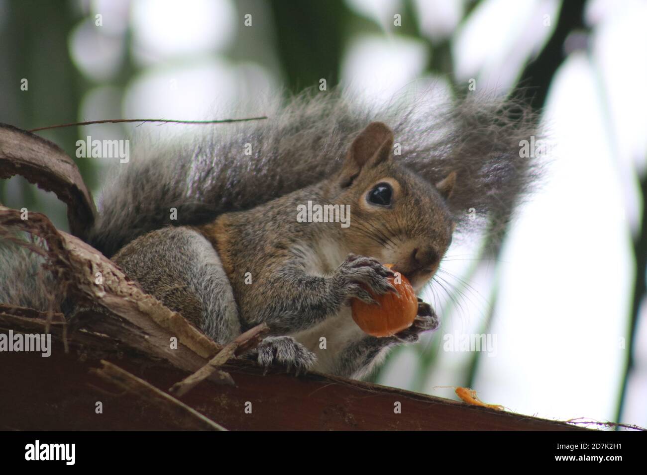 Eichhörnchen, das einen Kokosnusssamen isst Stockfoto