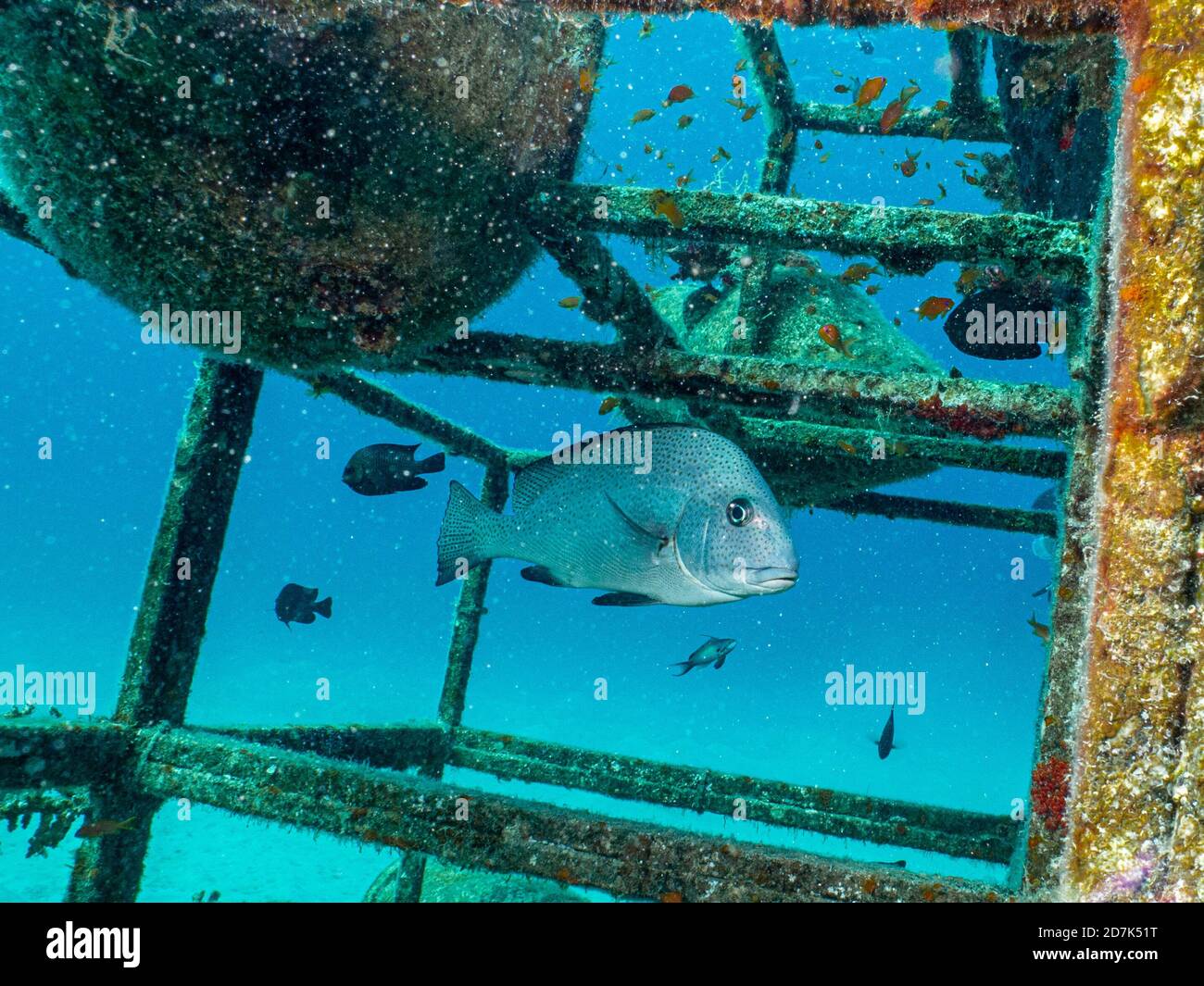Ein künstliches Riff voller Fische. Bild von einem Riff am Roten Meer, Ägypten Stockfoto