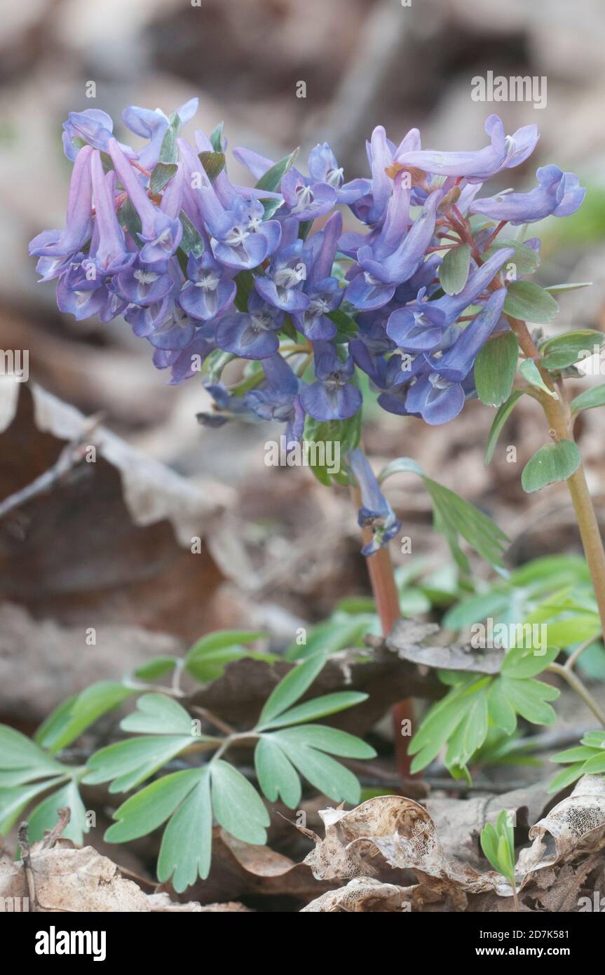 Corydalis solida (fumewort) Blumen, in der Nähe erschossen, lokalen Fokus Stockfoto