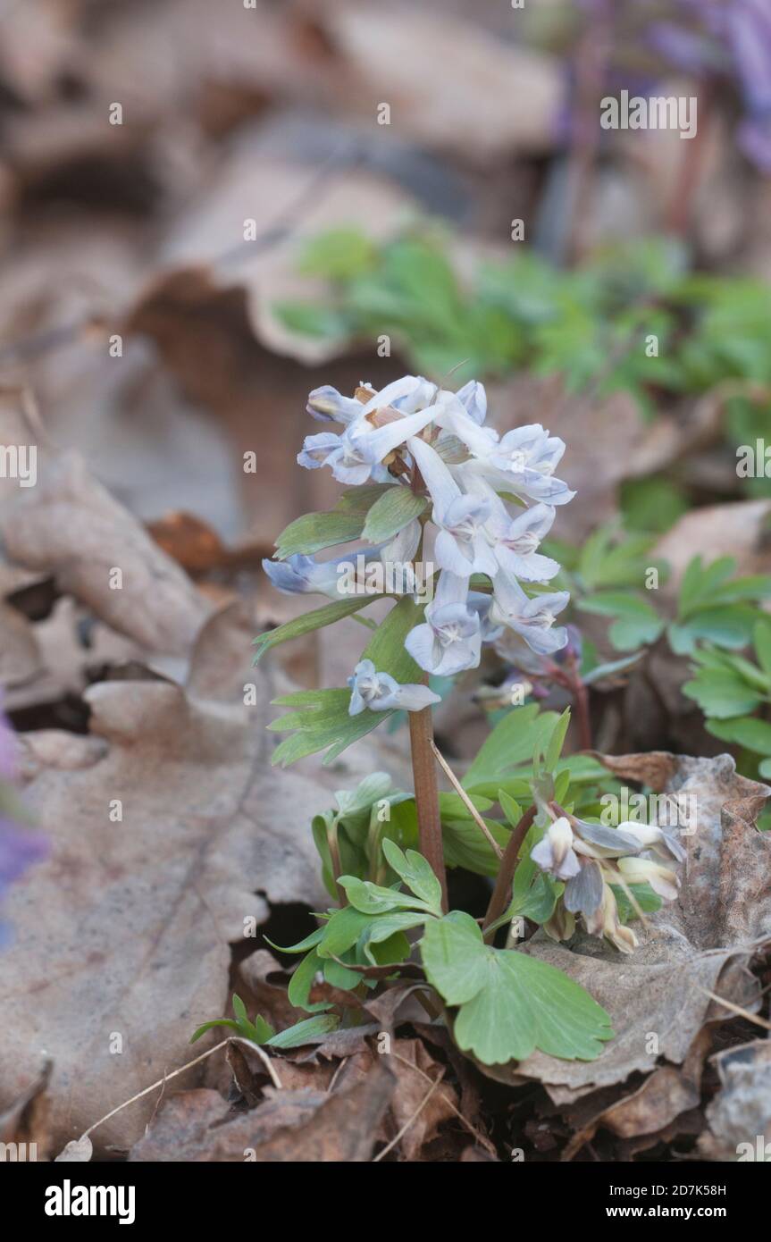 Corydalis solida (fumewort) Blumen, in der Nähe erschossen, lokalen Fokus Stockfoto