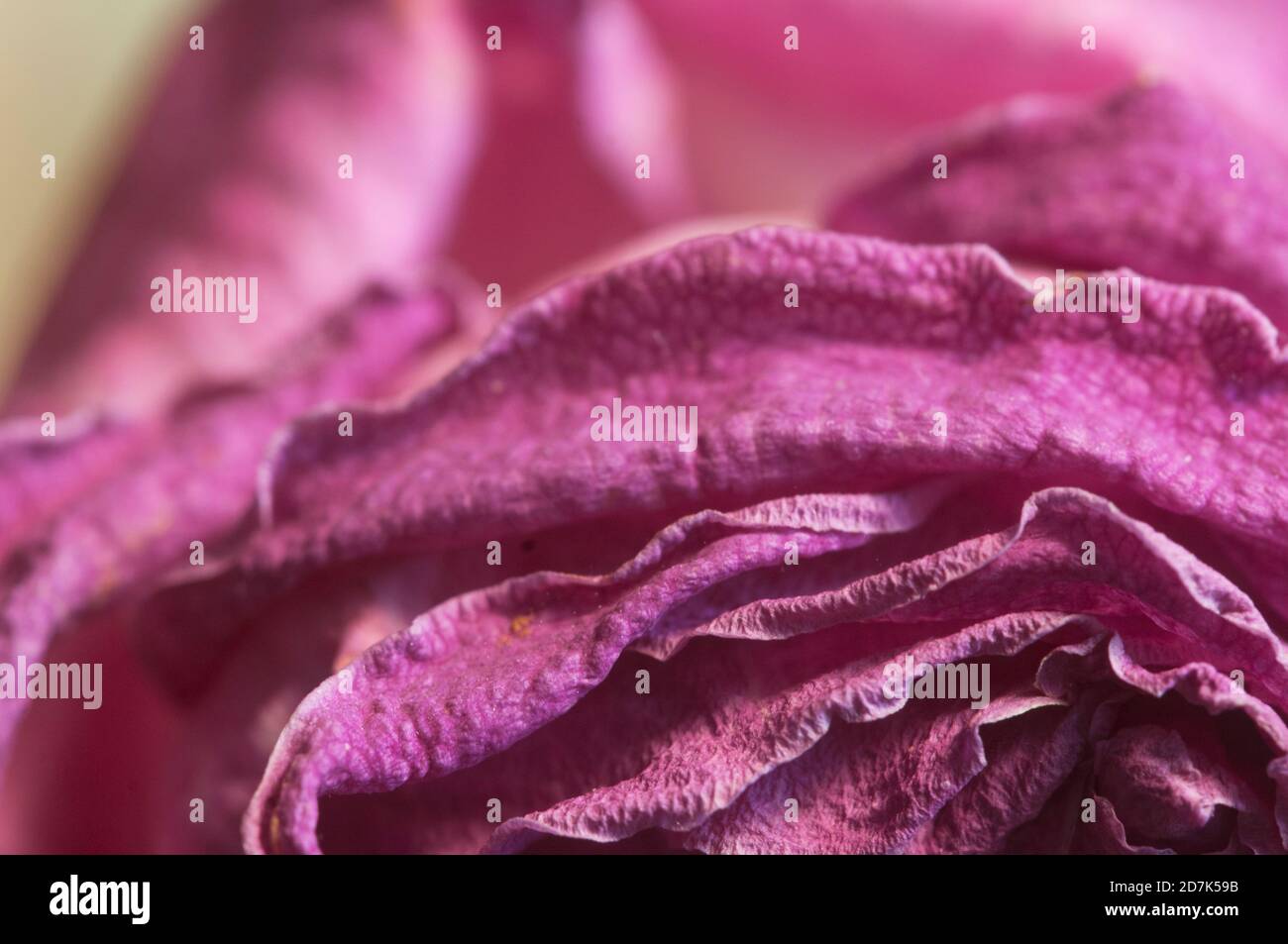 Trockene Rosenblüten, Makroaufnahme, lokaler Fokus Stockfoto