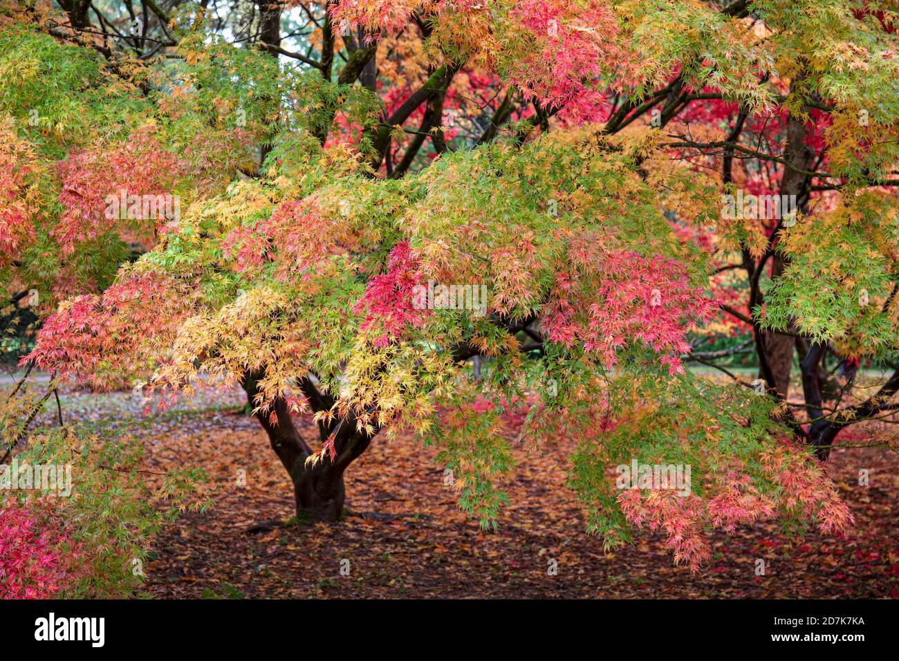 Die Herbstfarbe von Acer dissectum Seiryu, einem japanischen Ahorn in Westonburt, dem National Arboretum, Gloucestershire, England, Großbritannien Stockfoto