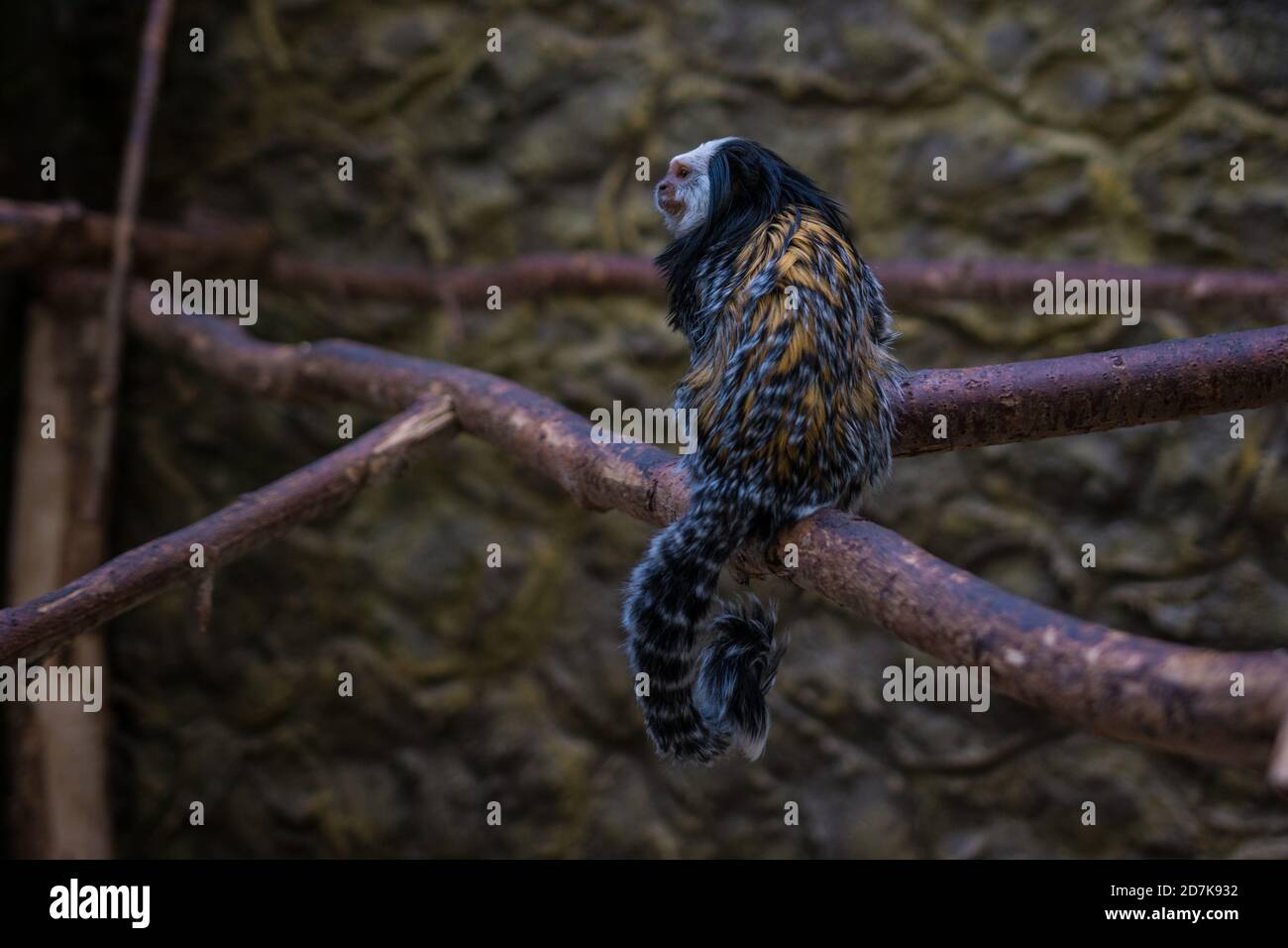 Marmoset Geoffrey sitzt auf einem Ast. Stockfoto