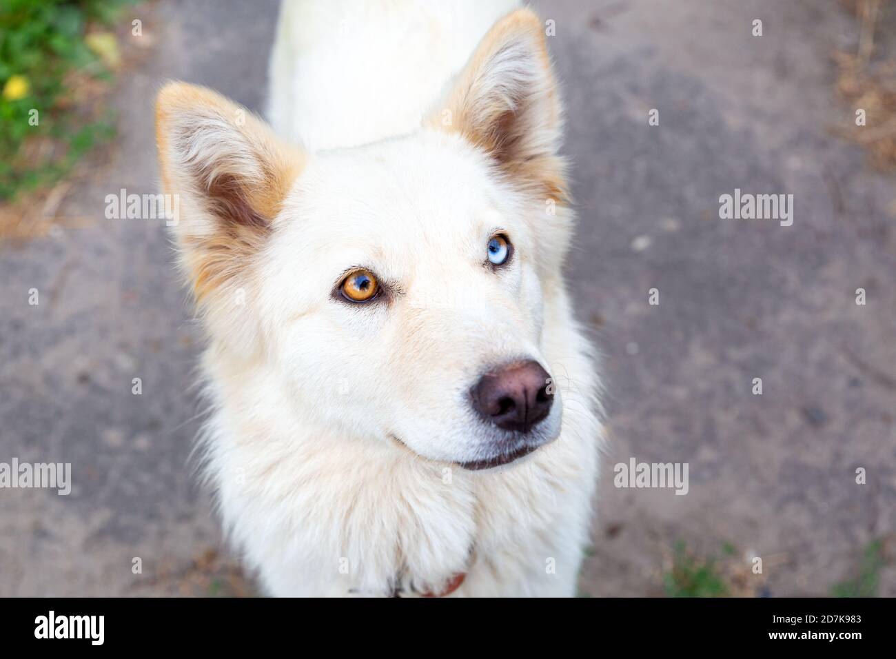 Nahaufnahme eines weißen Hundes mit Heterochromie. Augen in verschiedenen Farben. Ungewöhnlich, besonders. Schaut auf die Kamera. Mangel an Melanin, Pigmentierung. Stockfoto