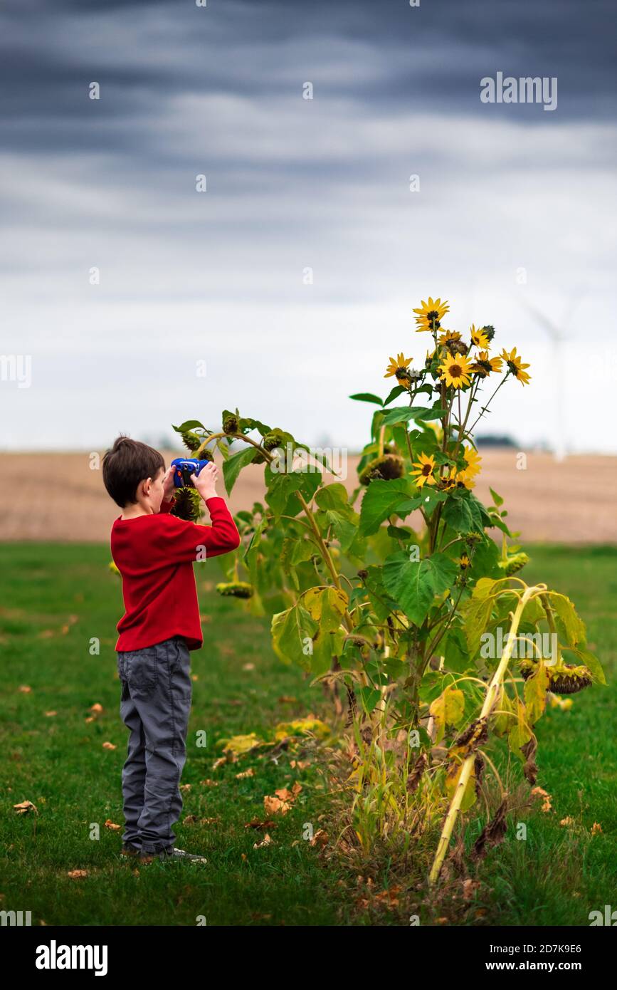 Kleiner Junge, der mit Sonnenblumen in einem Hinterhof fotografiert Spielzeugkamera Stockfoto