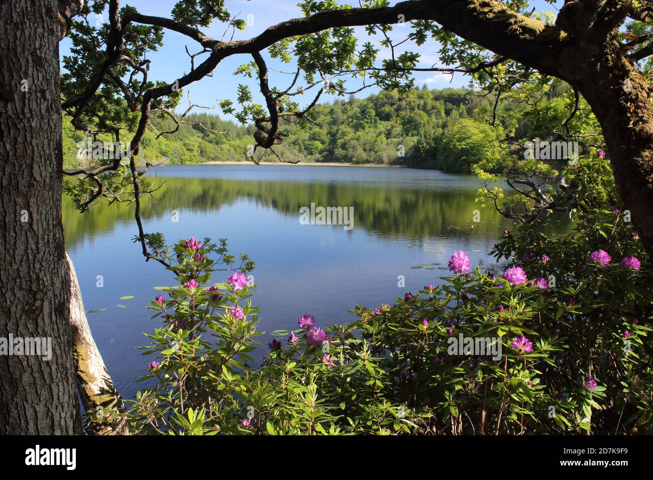 Lochan A' Ghurrabain, Aros Park in der Nähe von Tobermory, Isle of Mull. Schottland Stockfoto