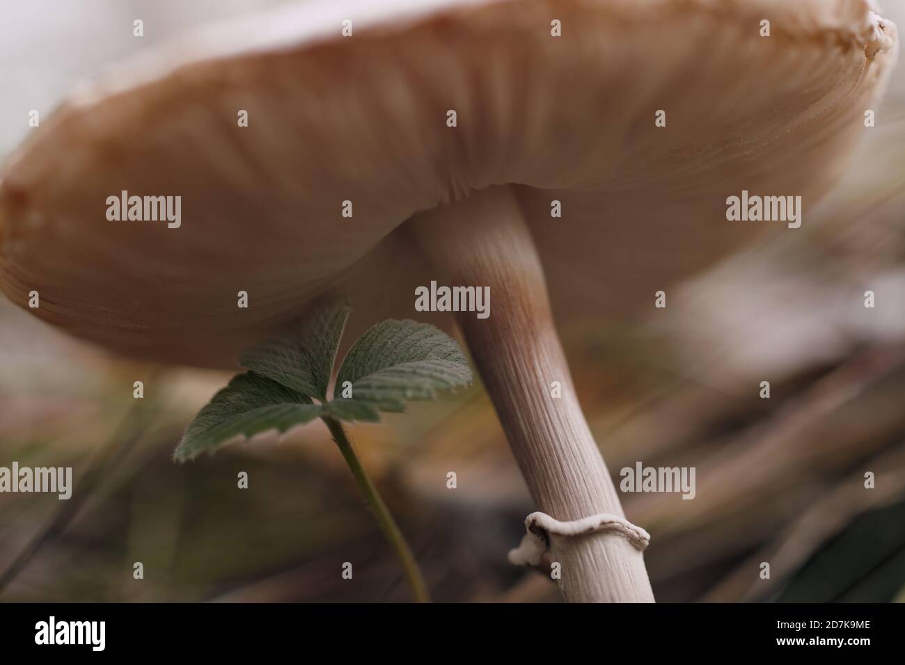 Nahaufnahme eines Macrolepiota procera Pilzes im Herbstwald. Stockfoto