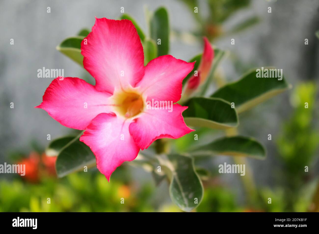 Leuchtend rosa Blume in der Nähe Betonwand. Rosa tropische Blume im Makro-Stil. Stockfoto